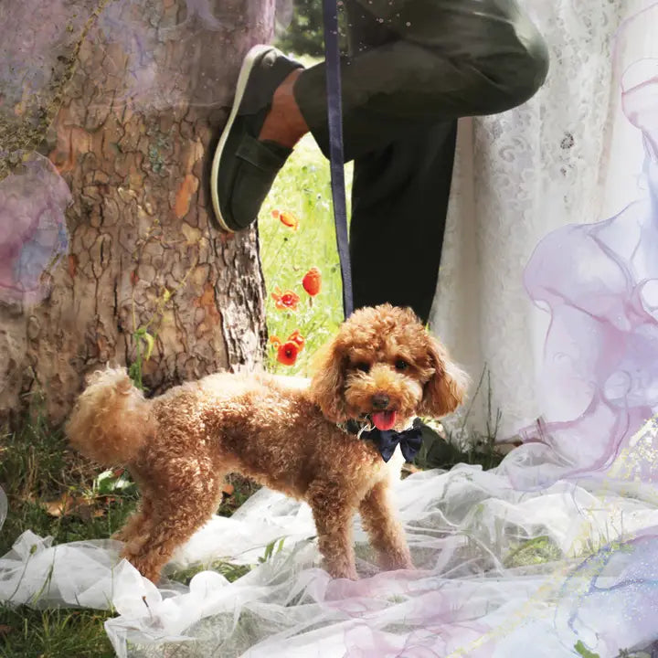 Hundhalsband med fluga - Ceremony