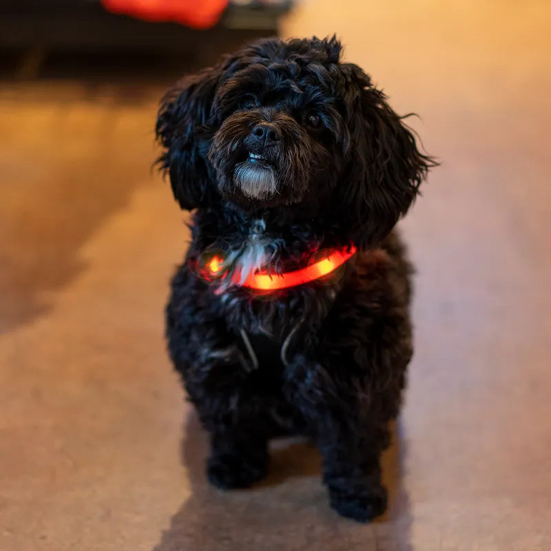 Blinkande Halsband 70cm Röd