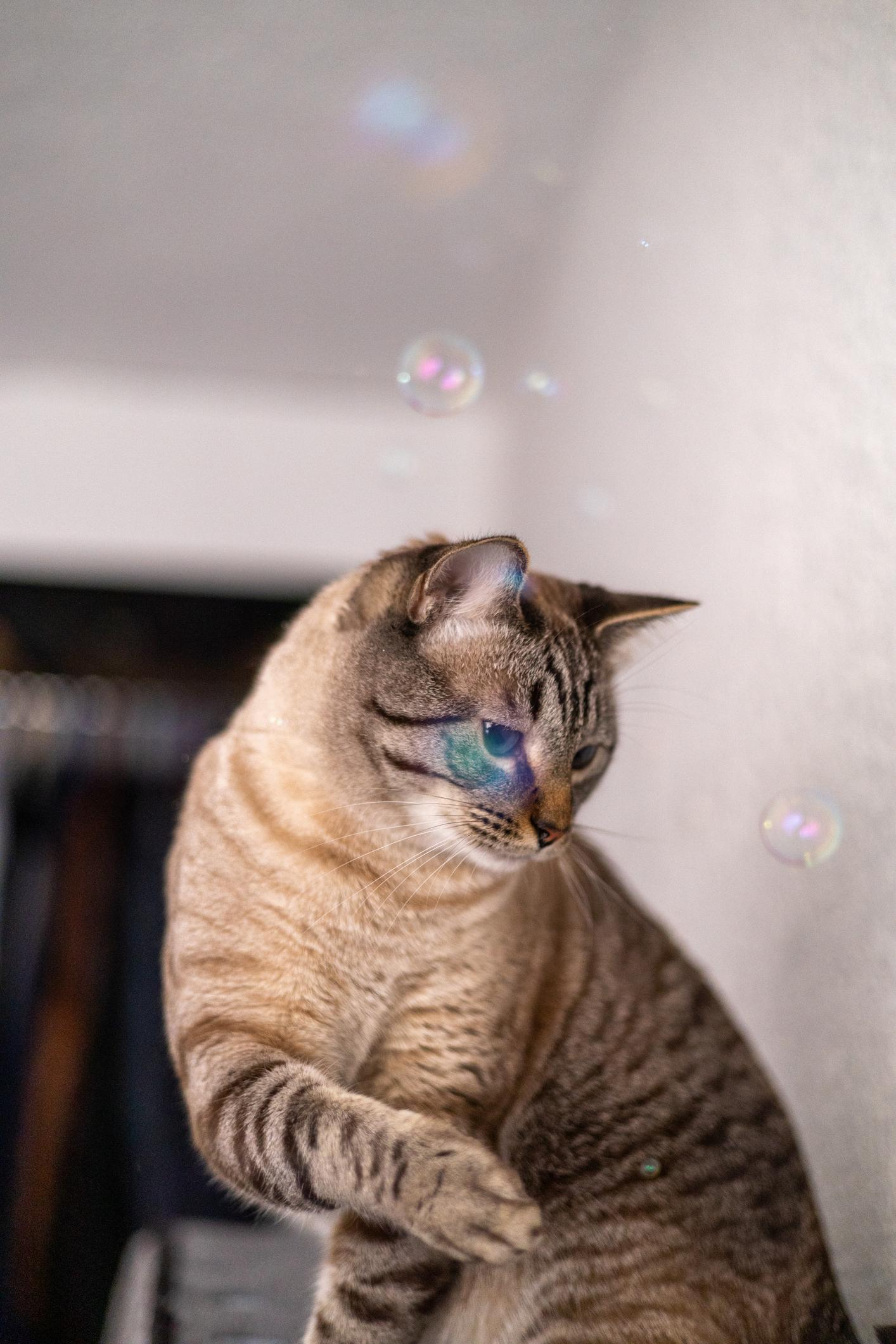 Såpbubblor Purrsecco kattsäkra vinbubblor med giftfria kattmyntabubblor för katter 118ml