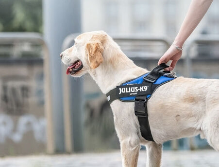 K9 IDC-sele Blå"30% rabatt dras av i kassan"